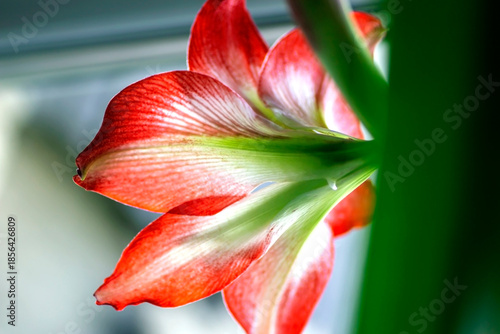 A beautiful amaryllis flower bloomed in a pot on the windowsill