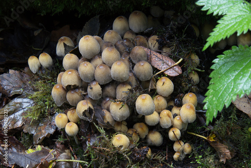 a close up of a cluster of Glistening Inkcap, Coprinellus micaceus, mushrooms, that are also known as the Mica Cap. Pictured in their natural surroundings