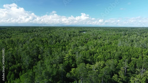 Aerial view of a vast mangrove forest on Papua Island, Indonesia.