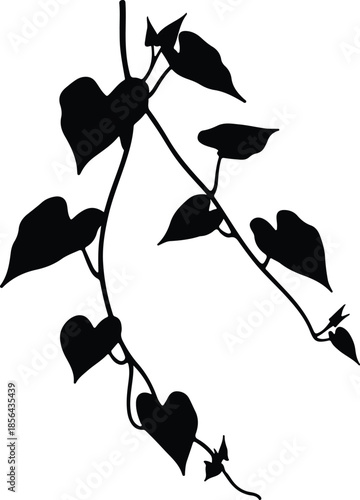 Silhouette of a climbing plant with heart shaped leaves Vector Illustration