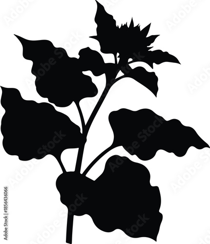 Silhouette of a sunflower plant with large leaves Vector Illustration