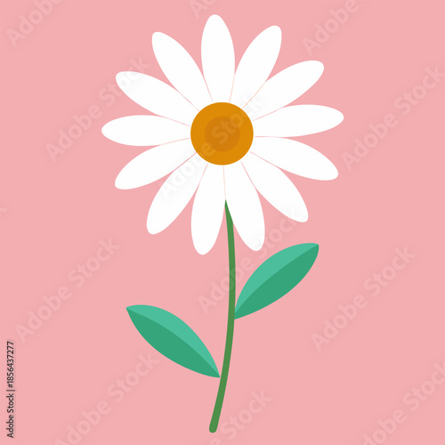 Blooming white daisy with green leaves, white daisy flower vector illustration.
