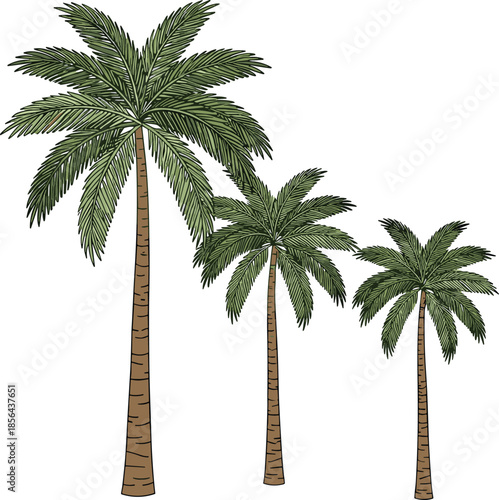 Tropical palm trees illustration featuring detailed green leaves and tall trunks, exotic nature botanical artwork perfect for beach, summer, and travel themed designs