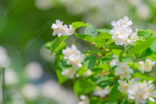 Stunningly Beautiful White Flowers are in Full Bloom Against a Lush Green Background