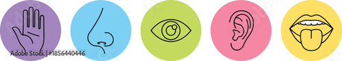 Colorful human five senses icons showing touch smell sight hearing and taste symbols in round circles for education and infographic design