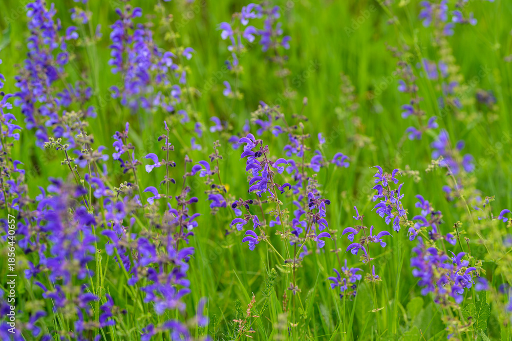 Fototapeta premium The Stunningly Vibrant Purple Wildflowers Blooming in a Lush Green Field are Truly Beautiful
