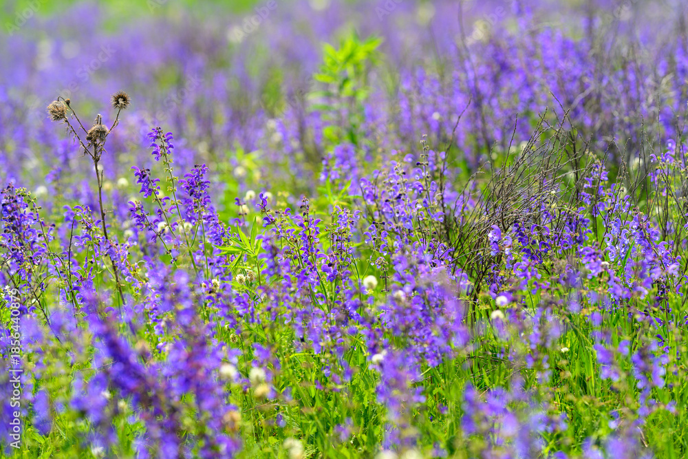 Fototapeta premium A Vibrant and Colorful Wildflower Meadow in Full Bloom, Filled With Life and Beauty