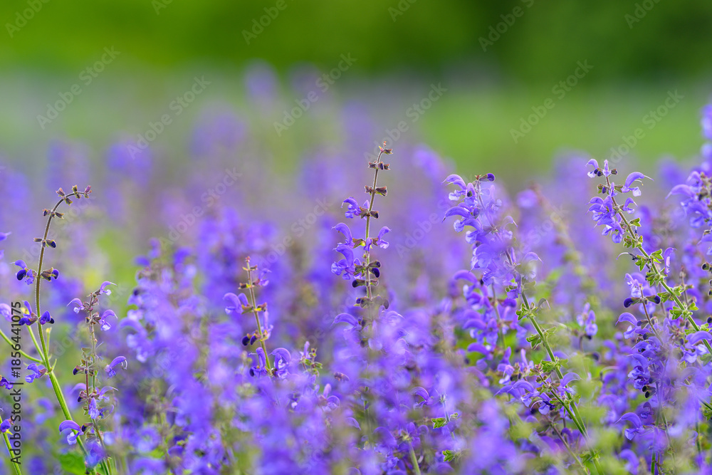 Obraz premium The Vibrant and Beautiful Purple Wildflowers Are Flourishing and in Full Bloom Right Now