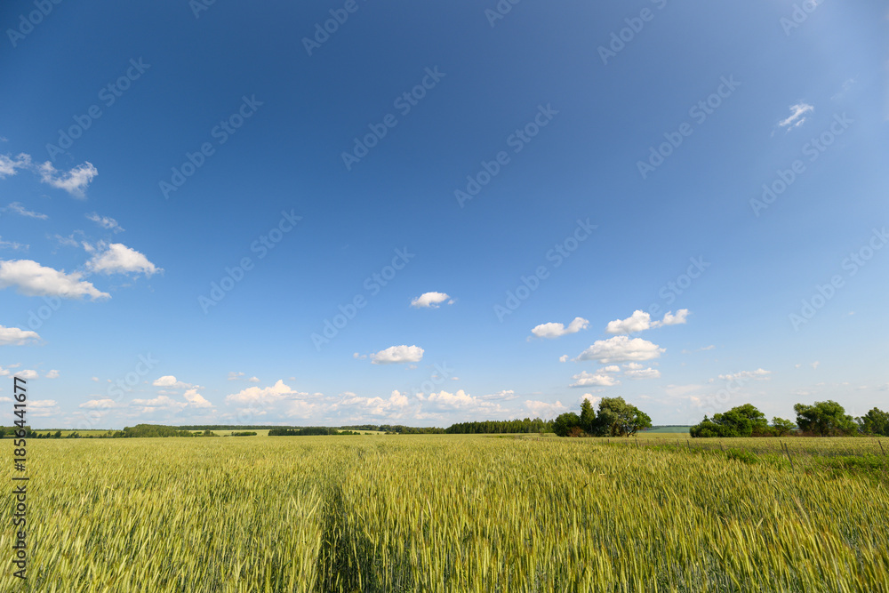 Fototapeta premium A Vast Green Field Spreading Out Beautifully Under a Gorgeous Clear Blue Sky Overhead You