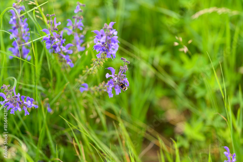 Wallpaper Mural The Beautiful and Vibrant Purple Wildflowers Flourish in a Lush Green Field, Exuding Color and Life Torontodigital.ca