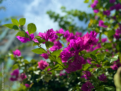 Cuadro en lienzo ブーゲンビリアの花 Bougainvillea flowers