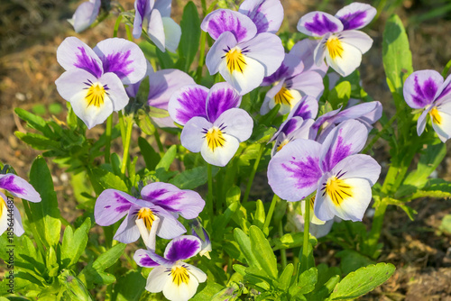 Flowering of decorative bright pansies in a summer flowerbed.