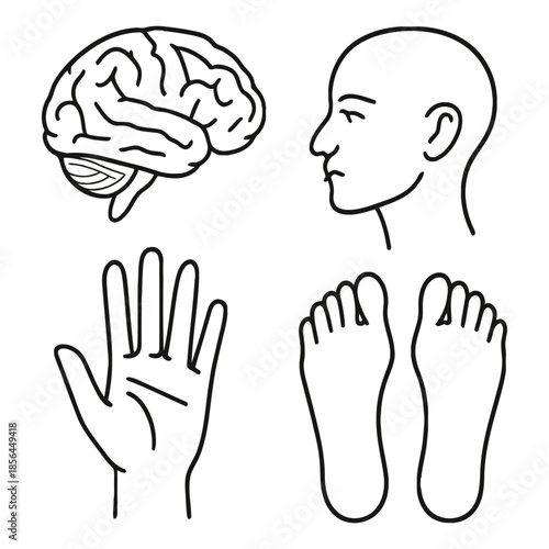 Human anatomy icons brain head profile hand palm feet soles body parts science