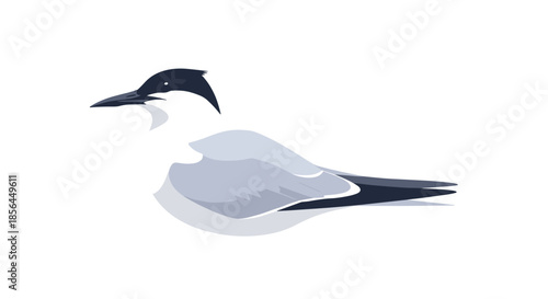 A graceful vector illustration of a tern, a type of seabird, sitting peacefully, depicted in shades of gray and white on a clean background.
