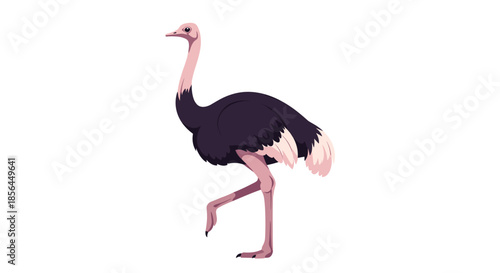 A simple and elegant flat vector illustration of an ostrich walking, isolated on a white background, showcasing the large flightless bird.