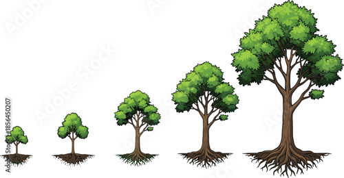 Tree growth stages illustration, plant development lifecycle from seedling to mature tree, nature growth concept, isolated botanical vector