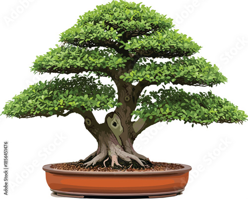 Bonsai tree vector illustration, miniature plant design, terracotta pot art, green foliage layers, cad drawing flat vector illustration