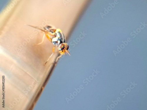 Foto Extreme macro of a small fruit fly on a fabric and reflective surface