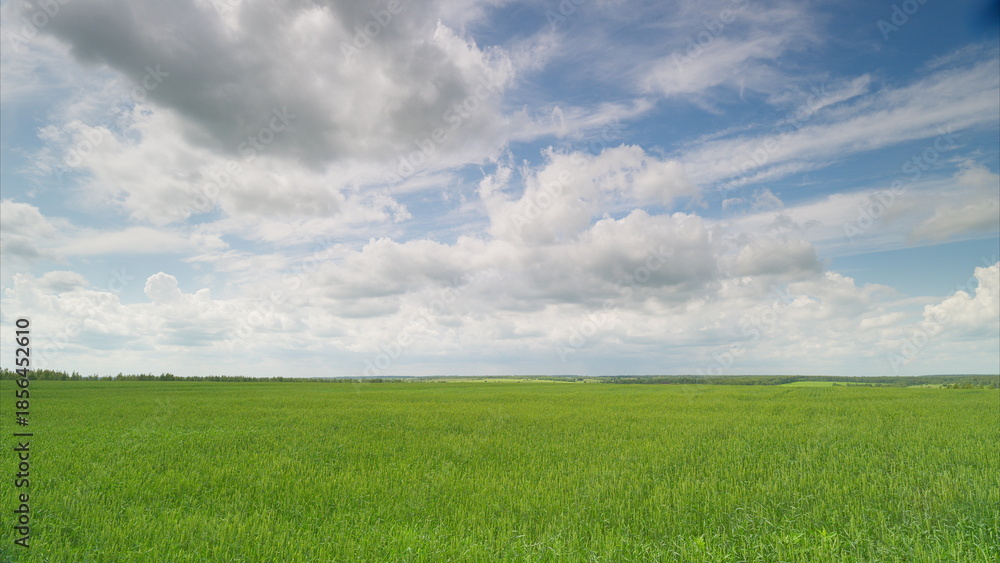 Obraz premium A Vast and Lush Green Field Stretching Under a Bright Sky Filled with Fluffy Clouds