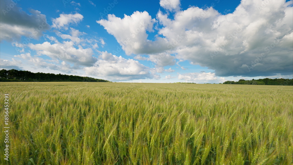 Fototapeta premium A Vast Expansive Wheat Field Stretching Out Under a Bright Blue Sky Filled with Fluffy Clouds