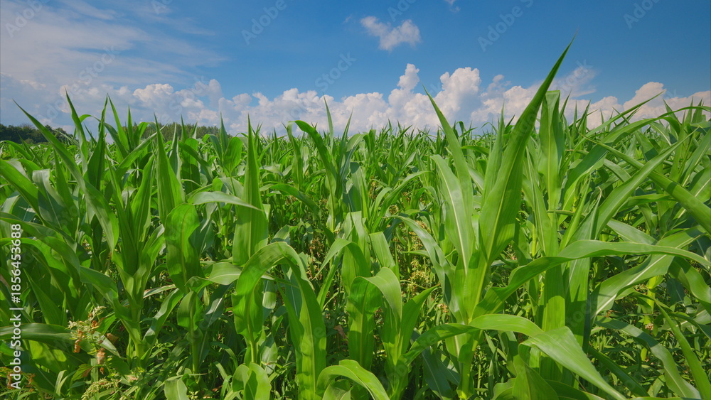 Fototapeta premium A Lush Green Cornfield Flourishing Harmoniously Beneath a Bright and Clear Blue Sky