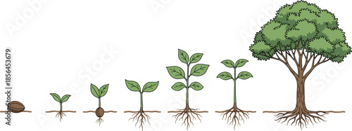 Plant growth stages illustration, seed to tree lifecycle diagram, root development process, botanical education concept, nature growth infographic