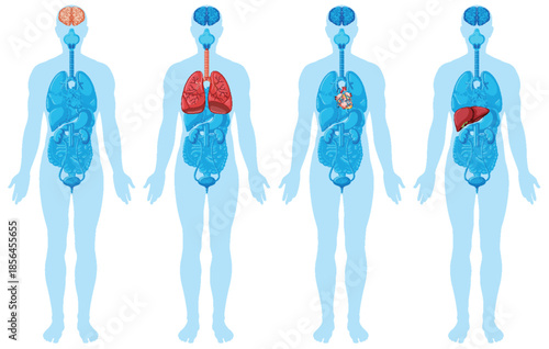 Human Body Silhouettes Highlighting Internal Vital Organs