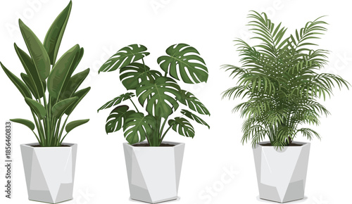 Indoor houseplant illustration set, potted tropical plants monstera palm foliage, modern home decor greenery, realistic vector design
