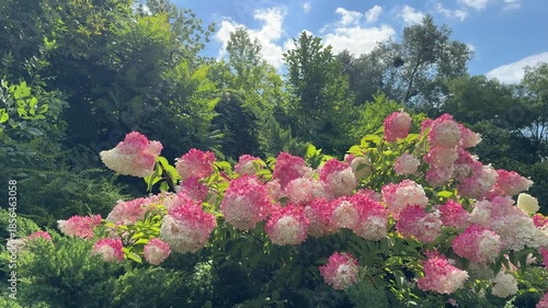 Park with hydrangea paniculata bush, green trees, juniper shrubs.