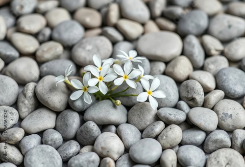 Wallpaper Mural Delicate white flowers nestled amongst smooth gray pebbles, minimalist still life,  composition,  elegant Torontodigital.ca
