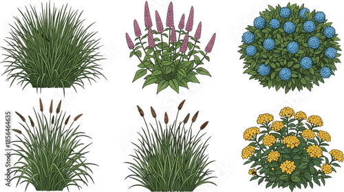 Garden shrub and ornamental grass illustration set, flowering bushes and plants collection, landscaping greenery elements, colorful botanical vector artwork