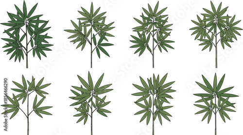 Bamboo plant illustration set, green tropical stems and leaves collection, natural garden vegetation, oriental botanical design, flat vector artwork