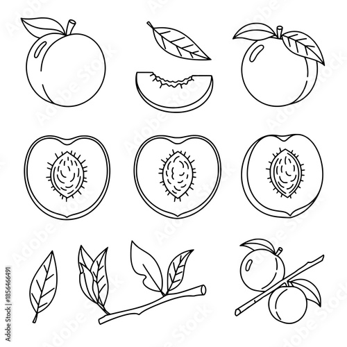 Peach Fruit Outline Icons Set Fresh Food Vector Illustration