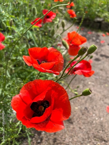 Blooming papaver orientale with large wavy red petals on long stems in a summer garden. Flower background