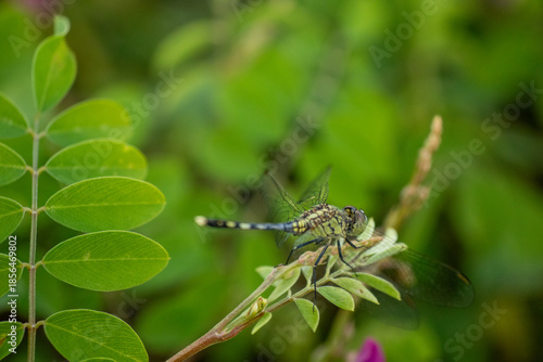 Dragonfly Perched on Green Branch with Soft Natural Bokeh Background
