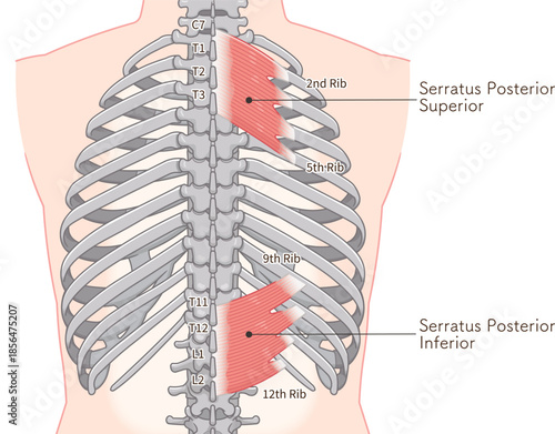 上後鋸筋・下後鋸筋のイラスト、Serratus Posterior illustration