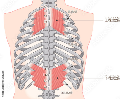 上後鋸筋・下後鋸筋のイラスト、Serratus Posterior illustration