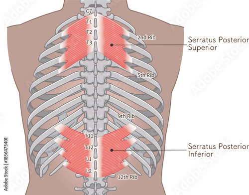 上後鋸筋・下後鋸筋のイラスト、Serratus Posterior illustration