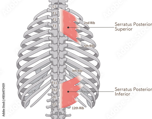 上後鋸筋・下後鋸筋のイラスト、Serratus Posterior illustration