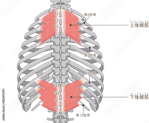 上後鋸筋・下後鋸筋のイラスト、Serratus Posterior illustration
