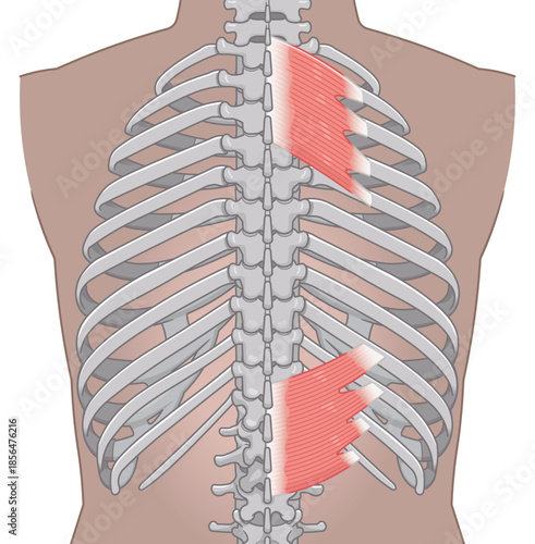 上後鋸筋・下後鋸筋のイラスト、Serratus Posterior illustration