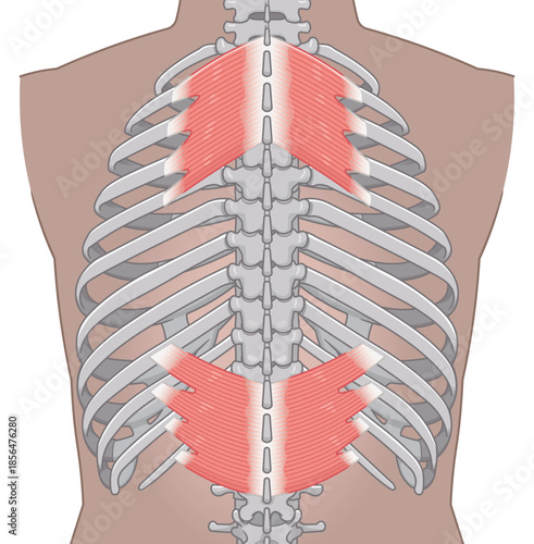 上後鋸筋・下後鋸筋のイラスト、Serratus Posterior illustration