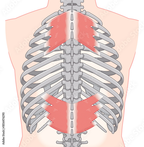 上後鋸筋・下後鋸筋のイラスト、Serratus Posterior illustration
