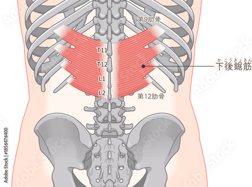 下後鋸筋のイラスト、Serratus Posterior Inferior illustratio