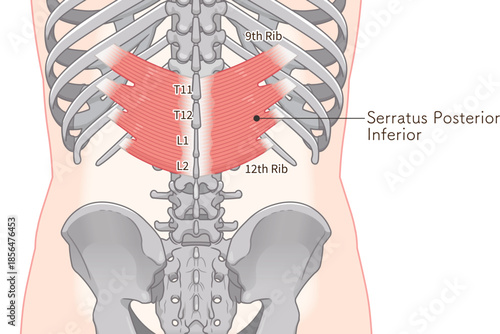 下後鋸筋のイラスト、Serratus Posterior Inferior illustratio