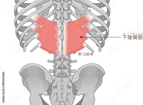 下後鋸筋のイラスト、Serratus Posterior Inferior illustratio