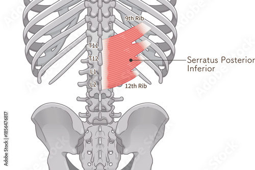 下後鋸筋のイラスト、Serratus Posterior Inferior illustratio