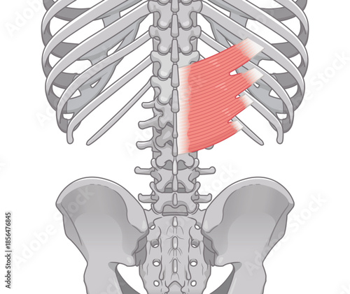 下後鋸筋のイラスト、Serratus Posterior Inferior illustratio