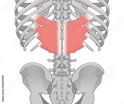 下後鋸筋のイラスト、Serratus Posterior Inferior illustration