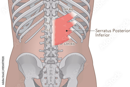 下後鋸筋のイラスト、Serratus Posterior Inferior illustration
